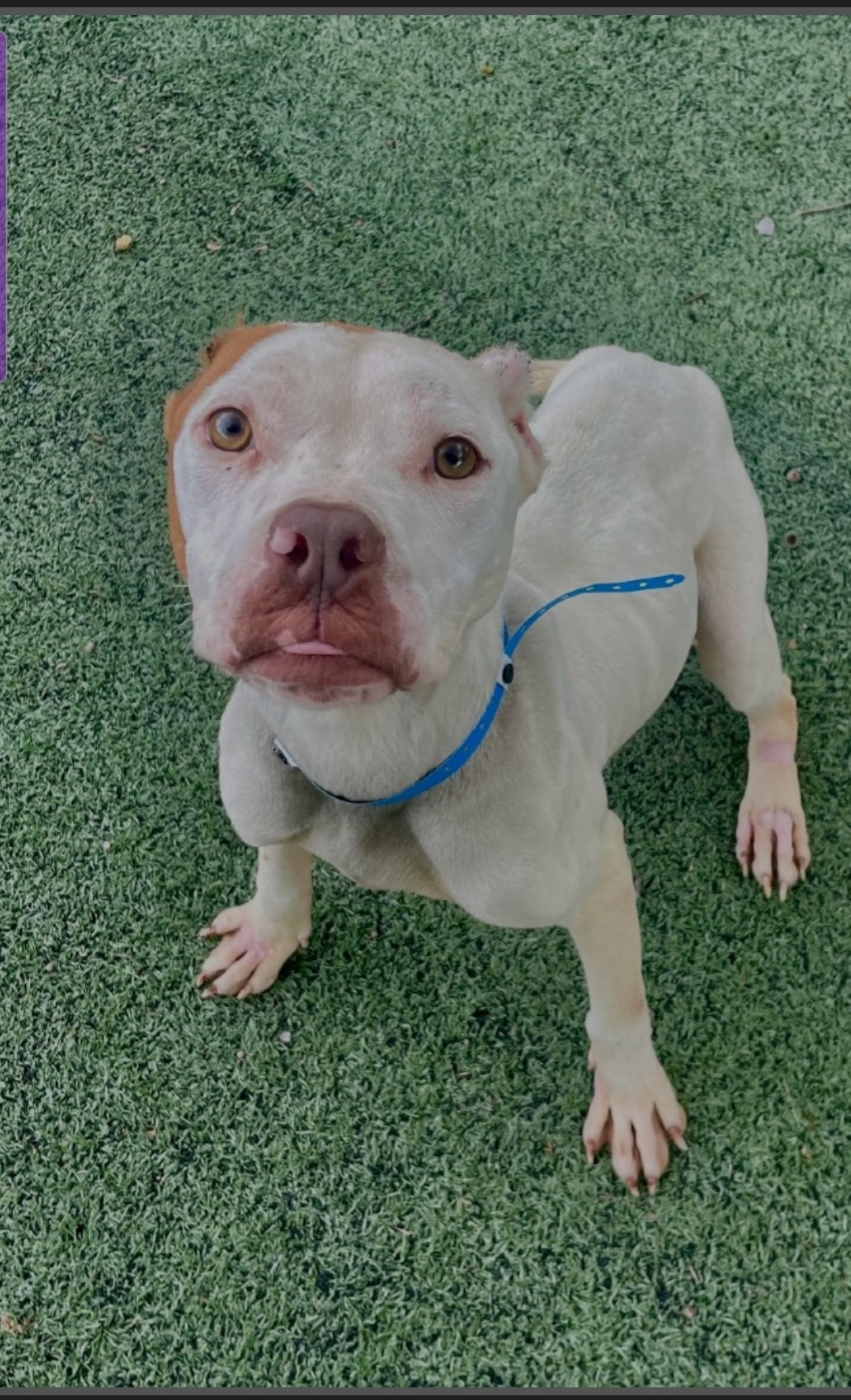AMERICAN PIT BULL TERRIER